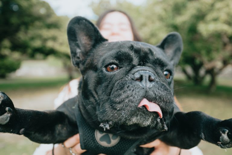 francia bulldog 3
