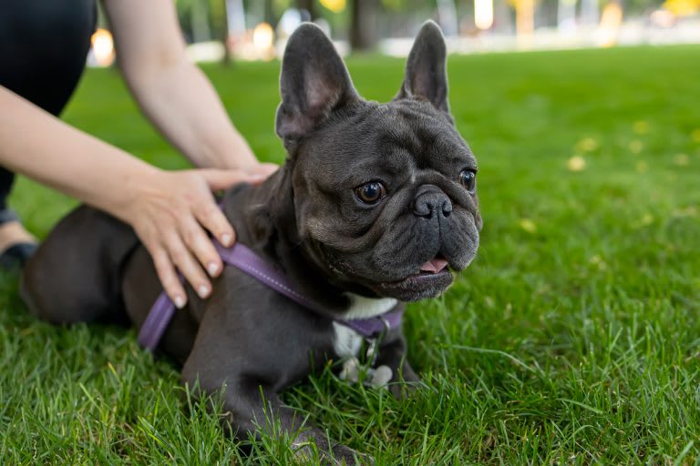 francia bulldog 4