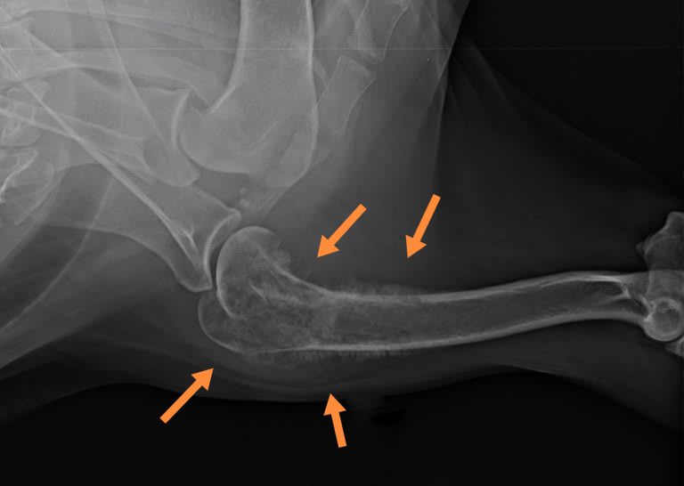 Mik az osteosarcoma tünetei kutyáknál?