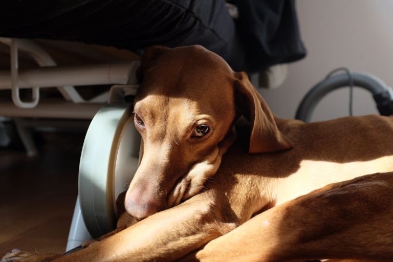 magyar vizsla