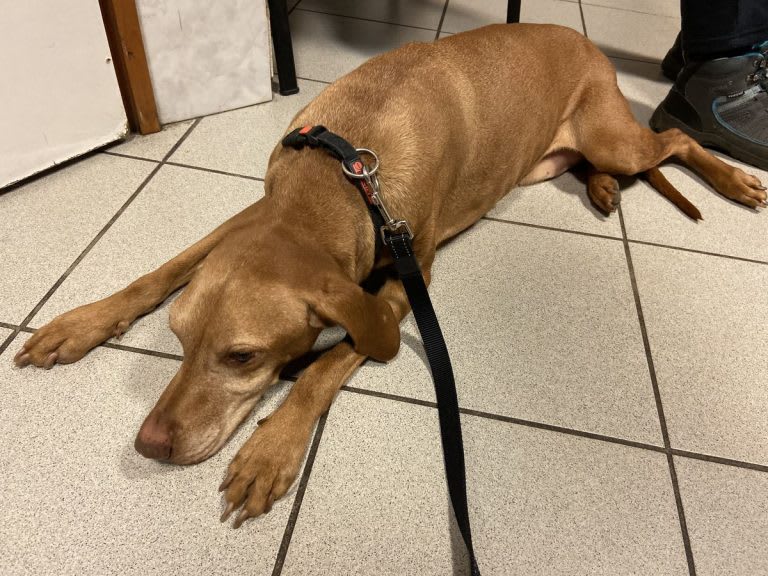 Vizsla a rendelőben