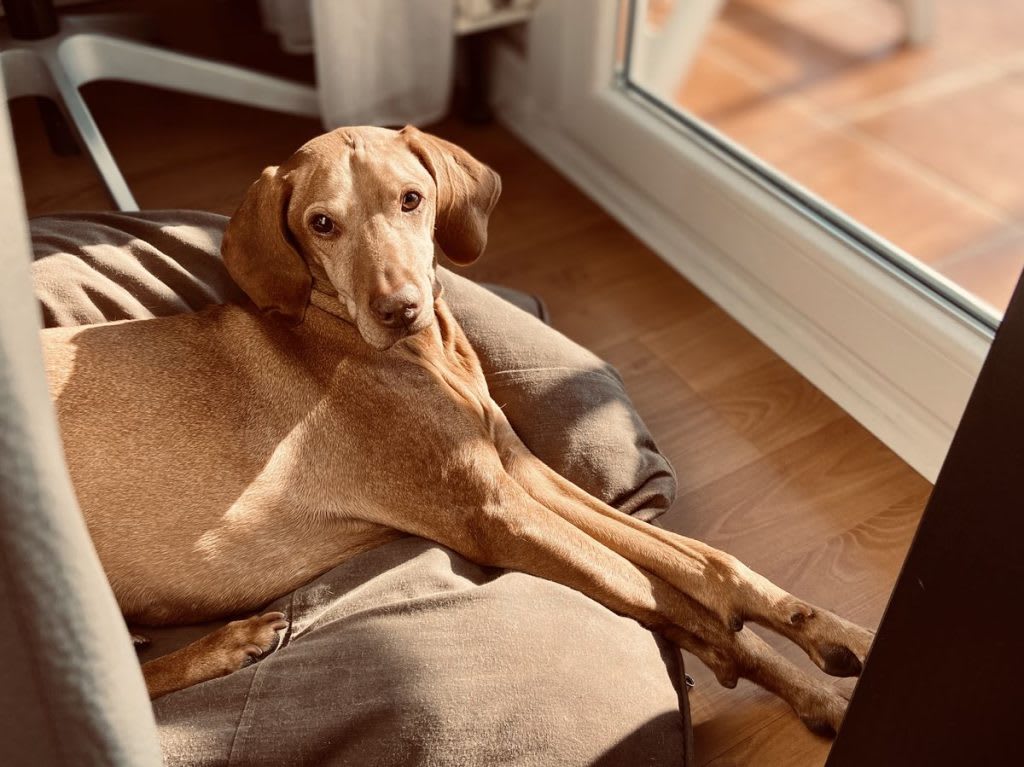 Idős vizsla
