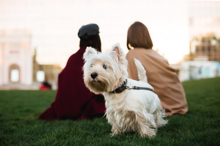 westie3