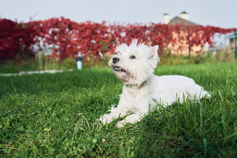 westie3