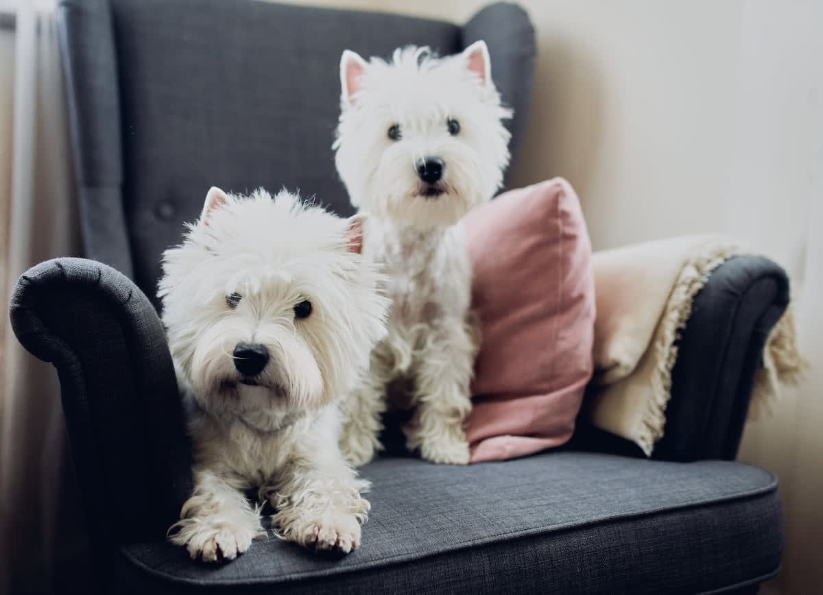 westie2
