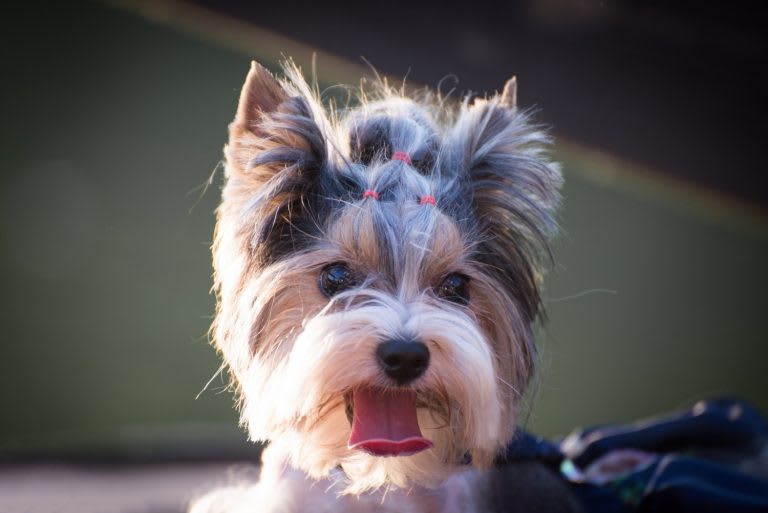 yorki01