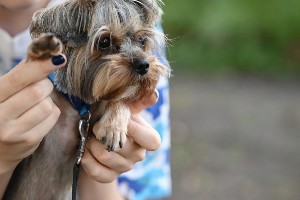 yorki integet