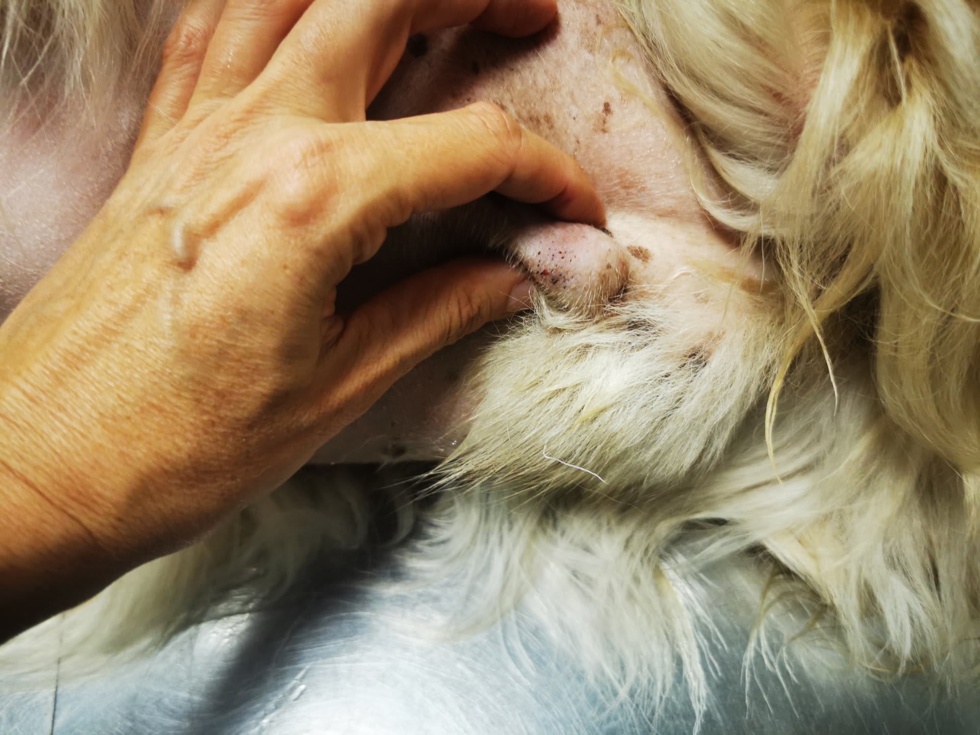 A végbélnyílástól távolabb, a tasak mellett helyeződő hepatoid adenoma kutyánál