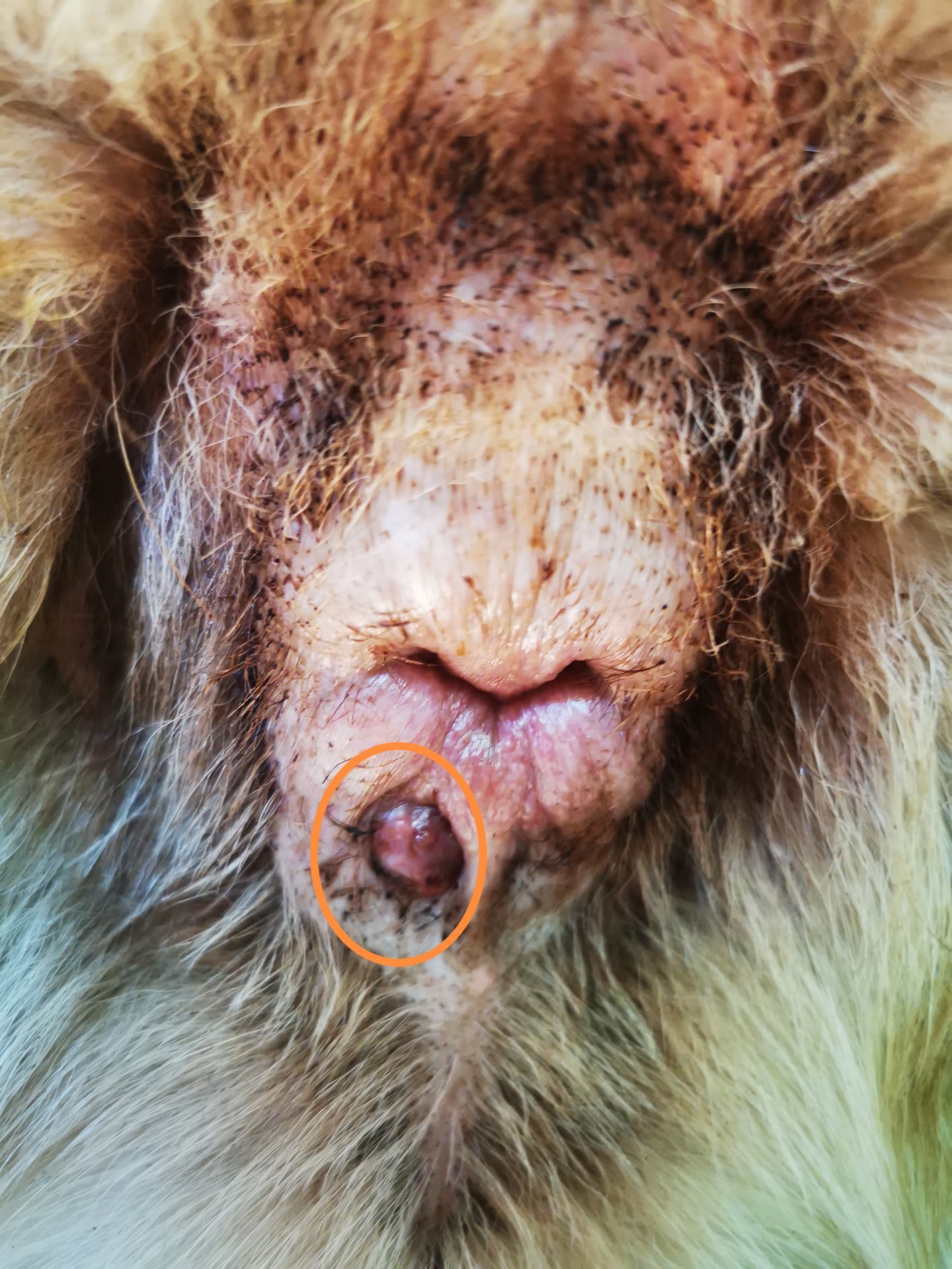 Hepatoid mirigy adenoma a kutya végbélnyílásának szélén