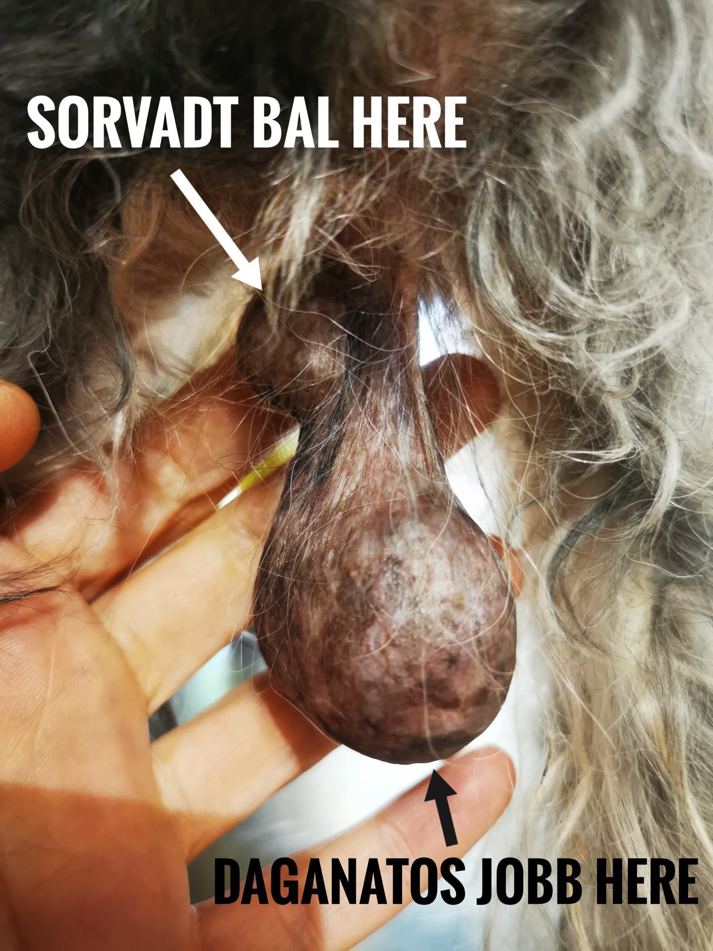 Heredaganat kutyánál: megnagyobbodott, daganatos jobb here és sorvadt bal here