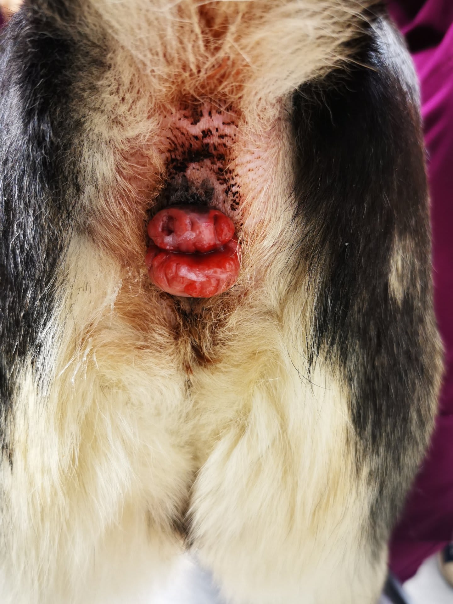 Lymphoma miatt előtüremkedő végbélrészlet kutyánál