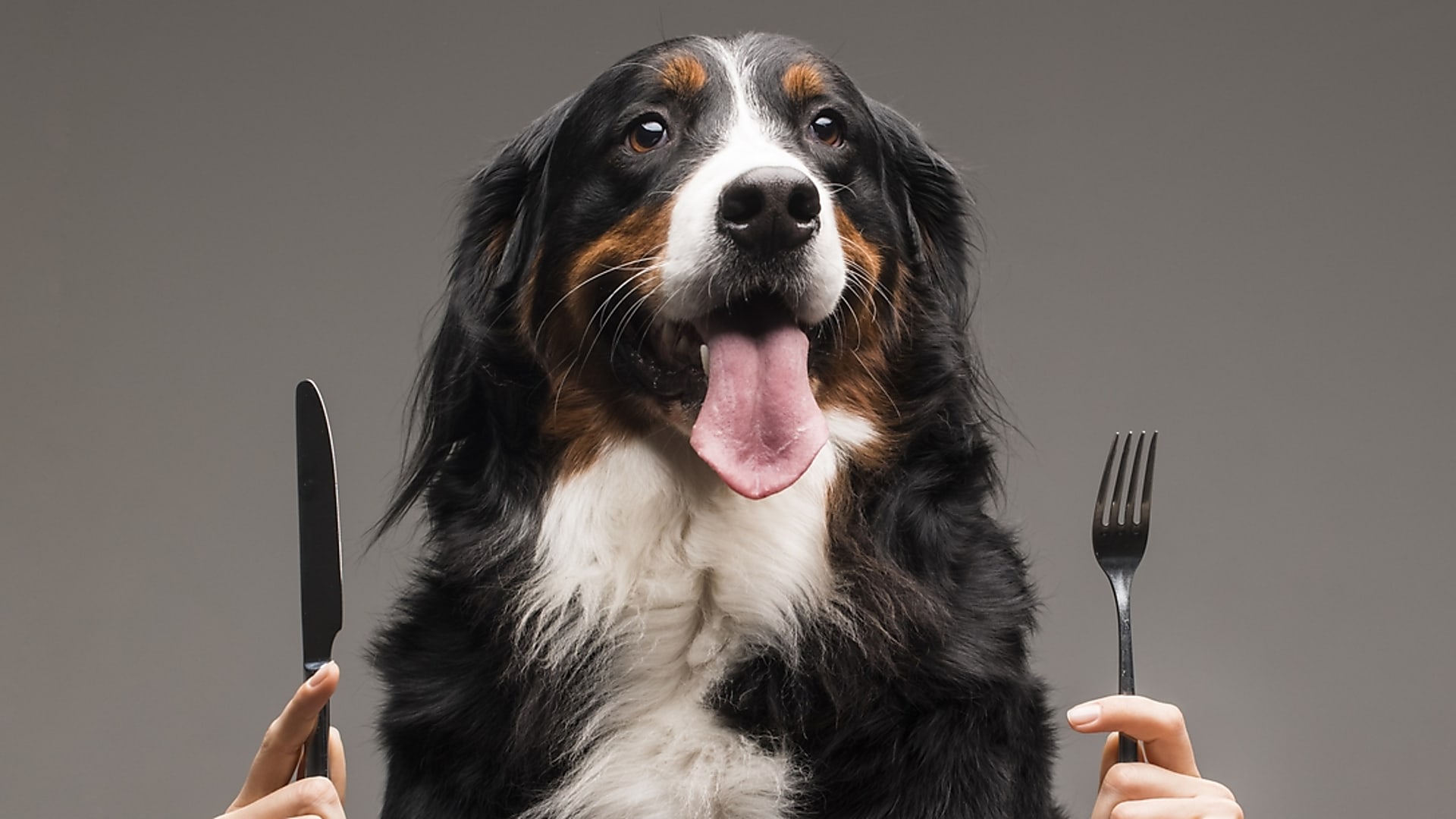 Eleségallergia kutyáknál - mit kell róla tudni?