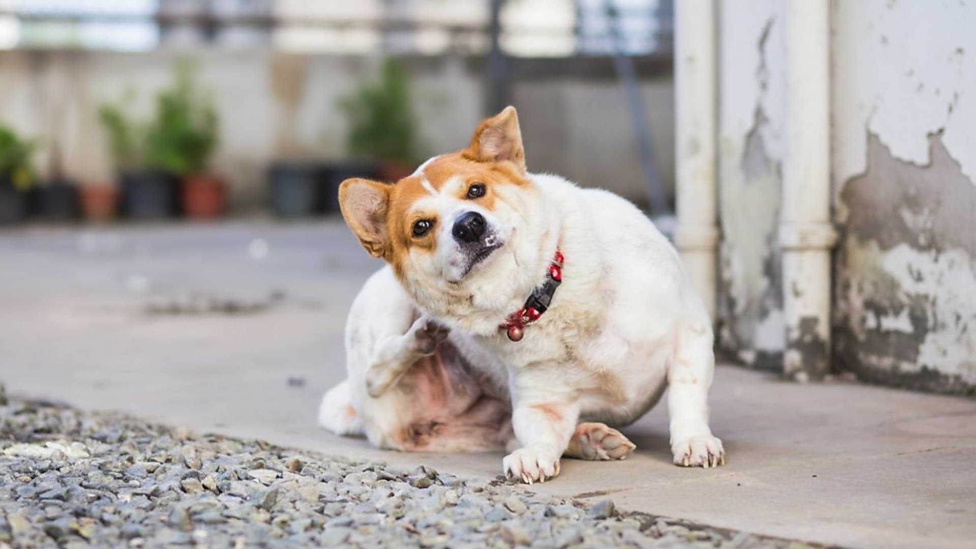 Allergiateszt kisállatoknak - útmutató a viszketés végleges kezeléséhez