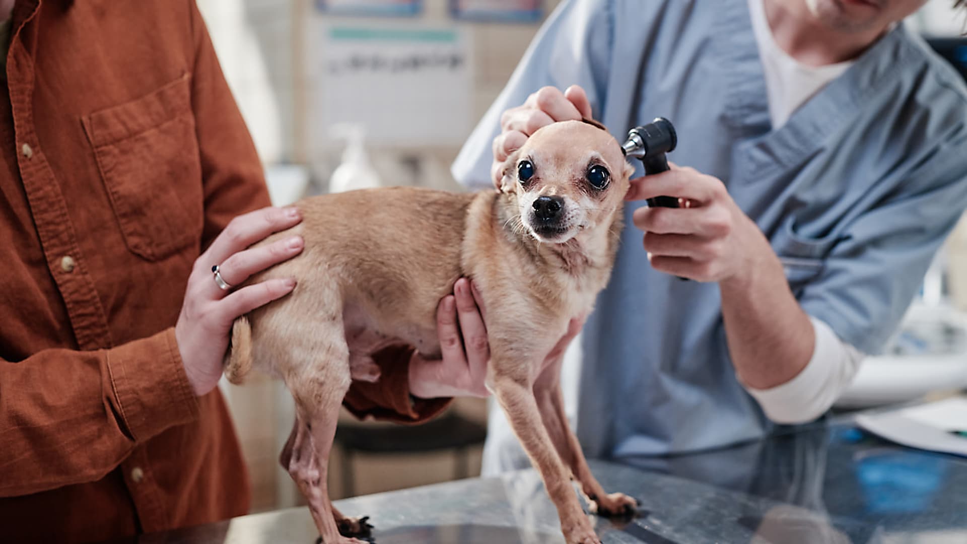 Fülgyulladás és allergia kapcsolata