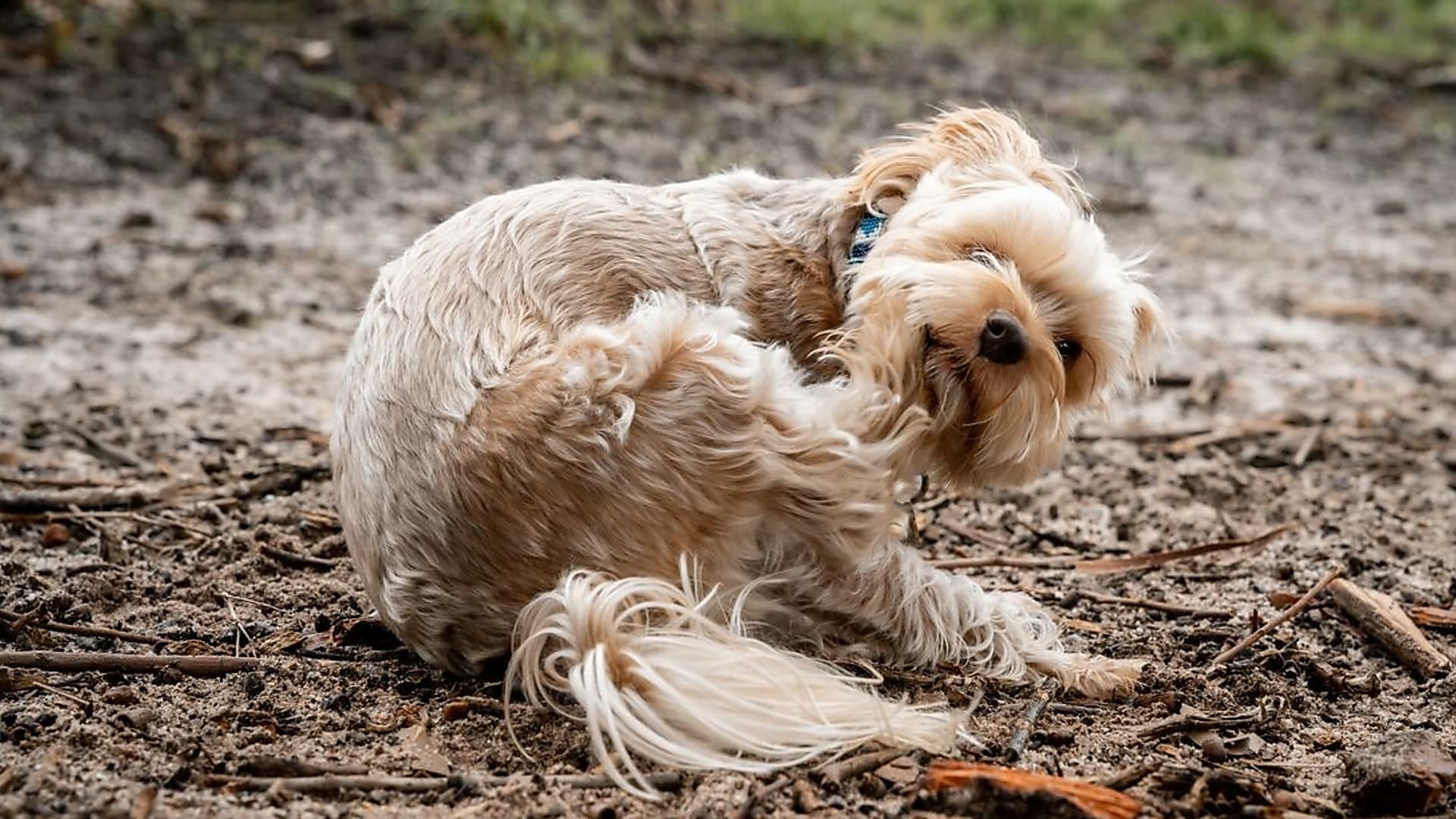 Allergiát utánzó endokrinológiai betegségek kutyáknál