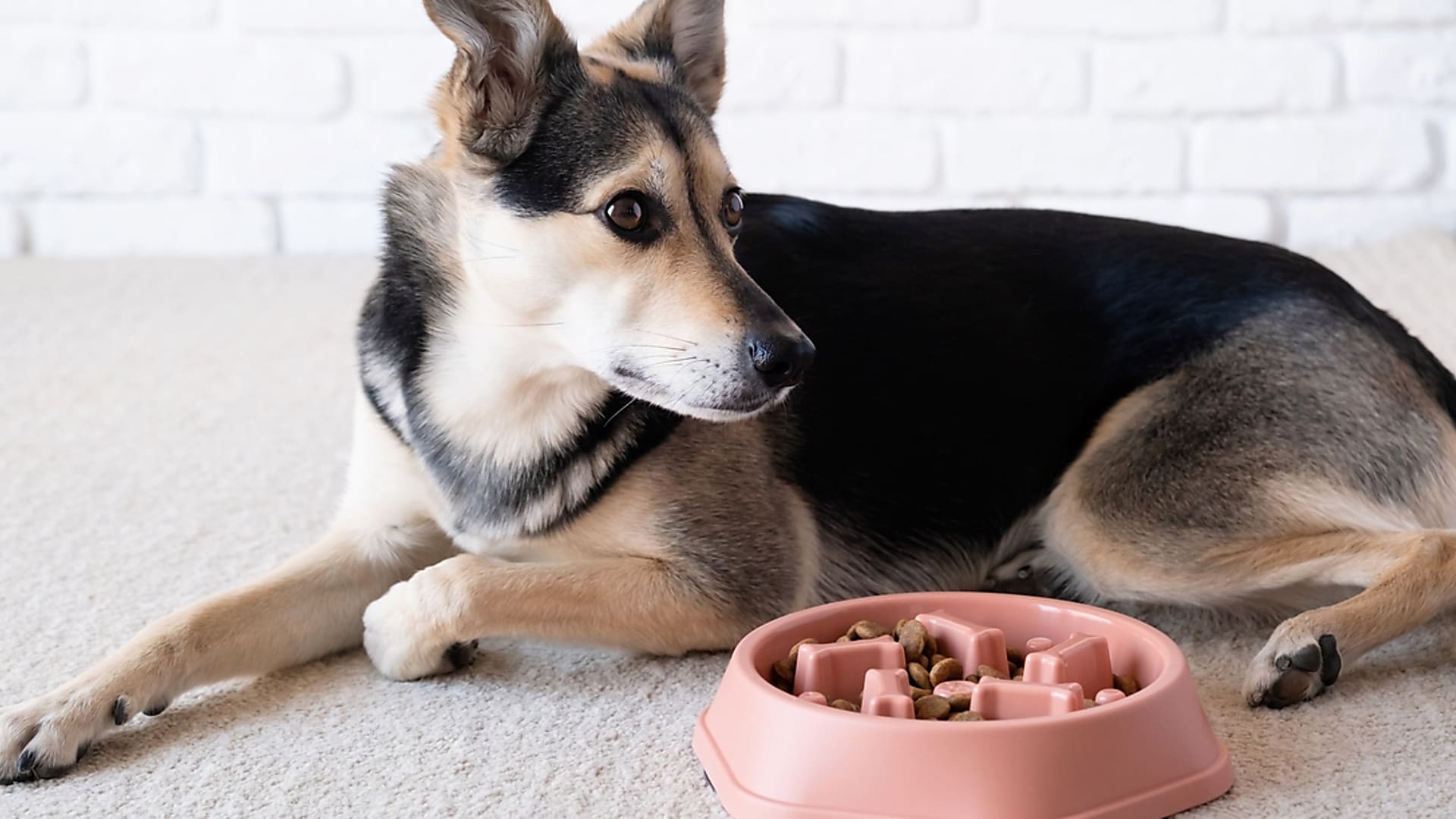 Eleségallergia tünetei kutyáknál