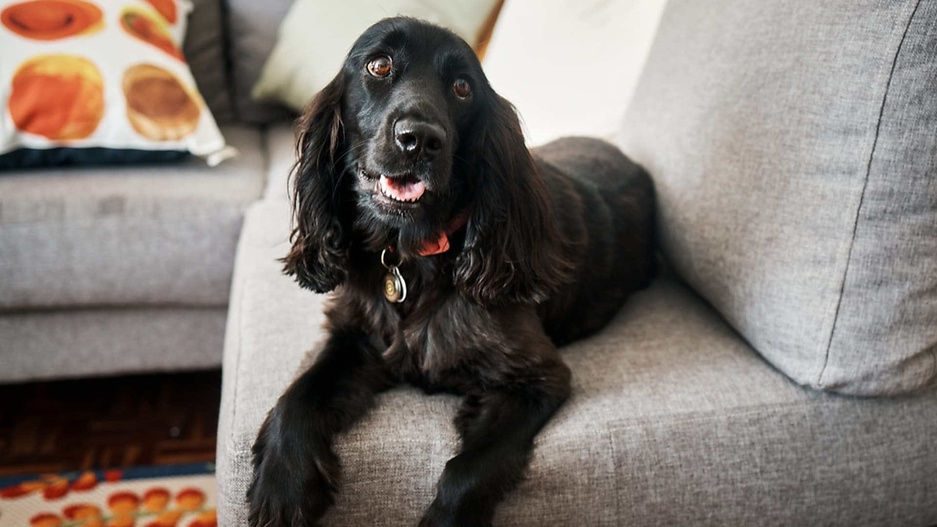 A vakarózás-epidémia: Miért allergiás egyre több kutya?