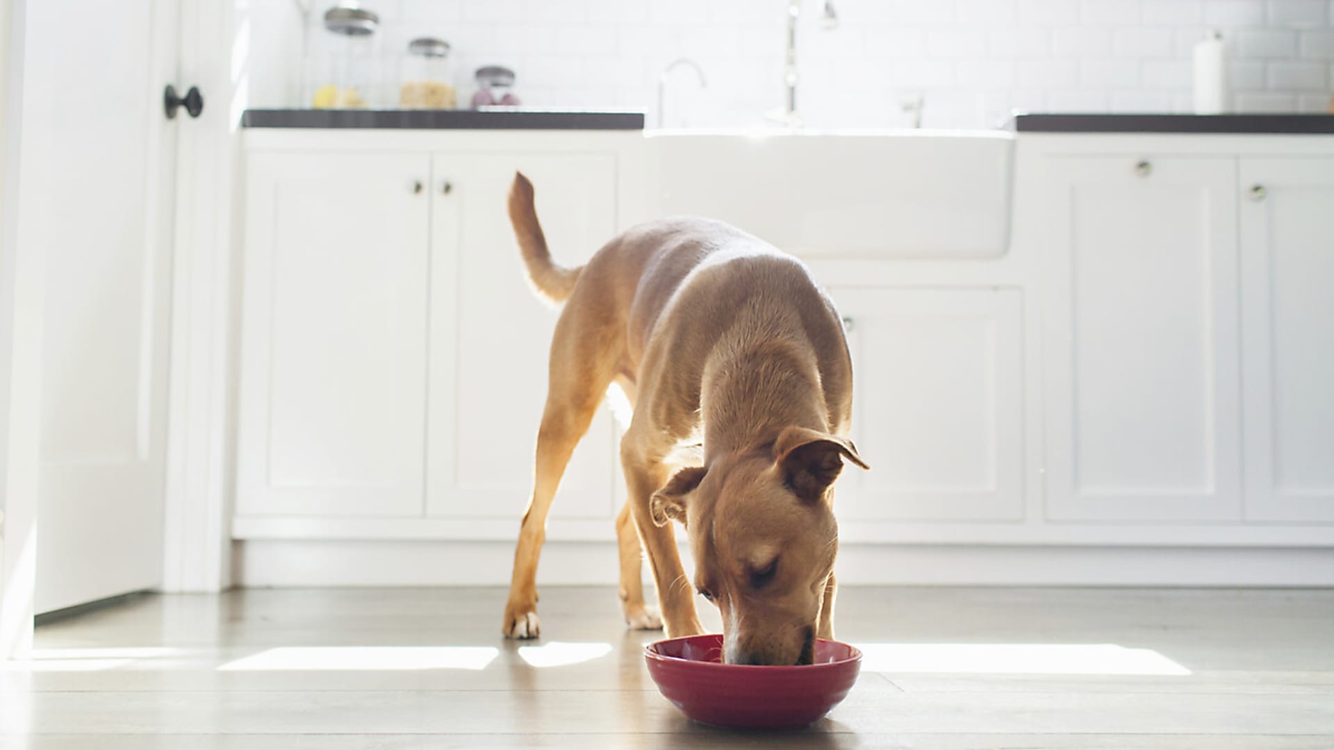 Eleségallergiás kutya kezelése és életvezetése: teljes útmutató gazdáknak