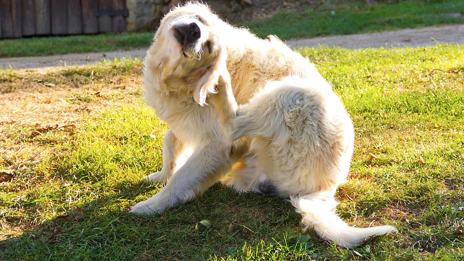 Kedvenceink viszketéssel járó külső élősködői