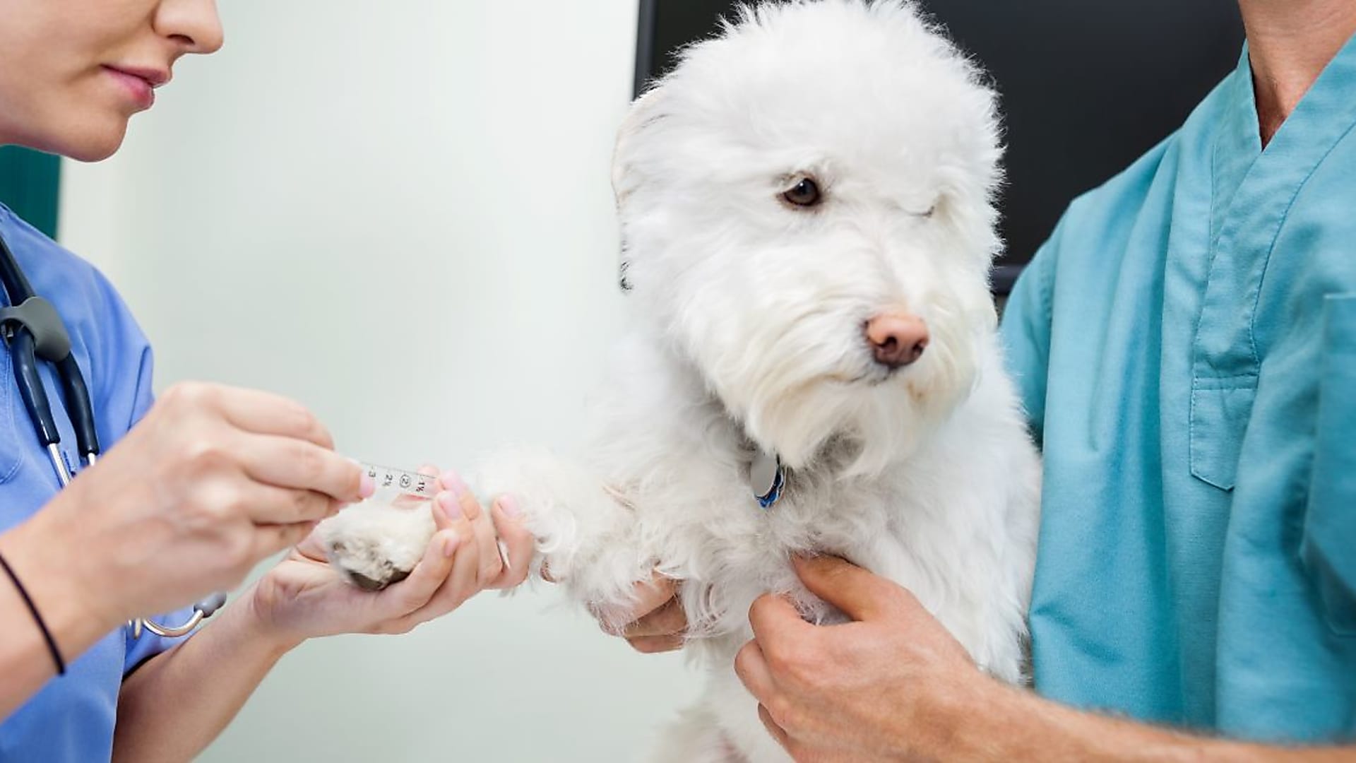 Kutya allergiateszt vérből - tények és tévhitek