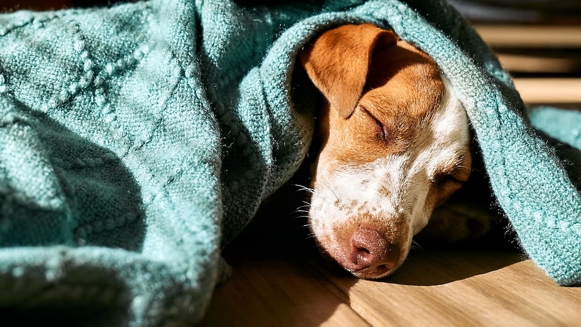 Lehet, hogy allergiás a kedvencem?