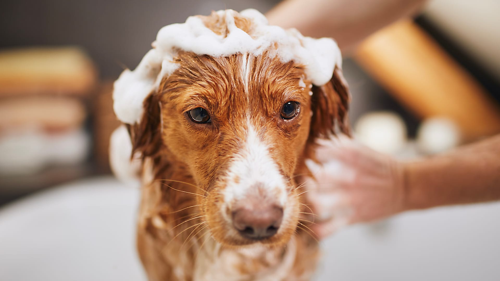 Otthoni segítség allergiás kutyáknak: sampon, Omega-3 és a lakáskörnyezet rendezése