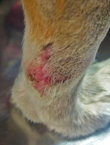 A bőr mastocytomája