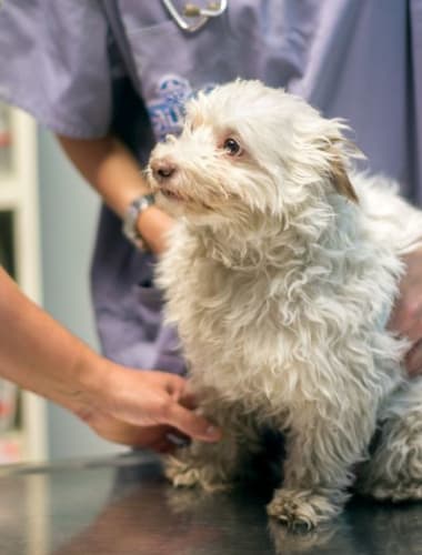 A daganat 15+1 jele és tünete