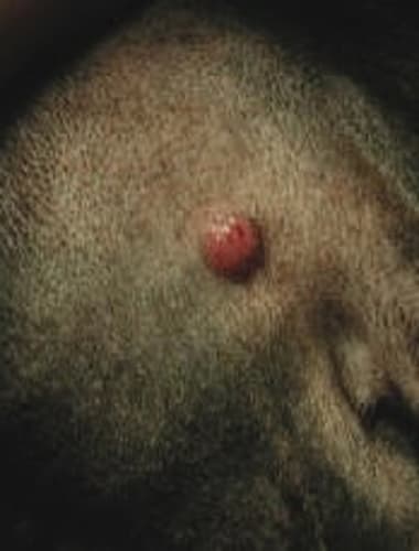 A kutya daganatokról általában