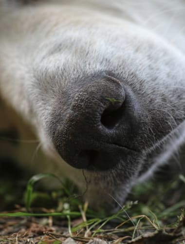 Az orrtükör daganatos elváltozásai