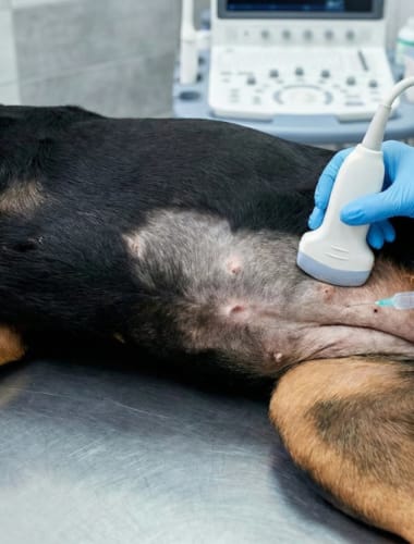 Daganatok elleni kezelések kutyák esetében