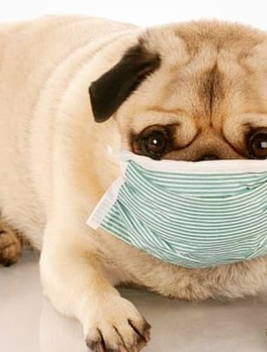 Mire figyeljünk otthon kedvencünk kemoterápiás kezelése alatt?