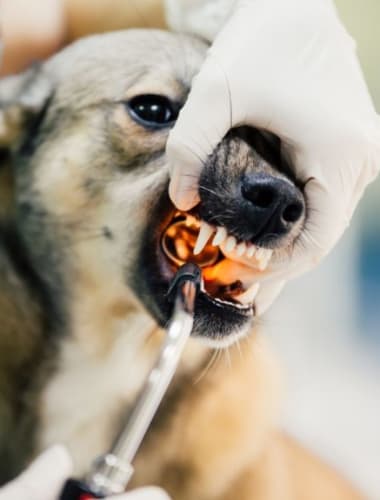 Szájüregi daganatok kutyáknál és macskáknál