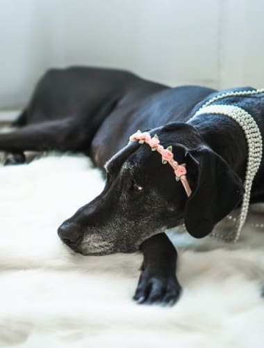 A gerincvelő daganatai