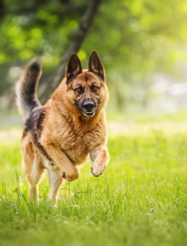 A német juhászkutyák daganatos megbetegedései