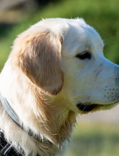 A retrievereknél gyakori daganatos megbetegedések