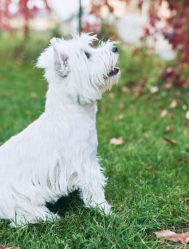 A westiek leggyakoribb daganatos megbetegedései