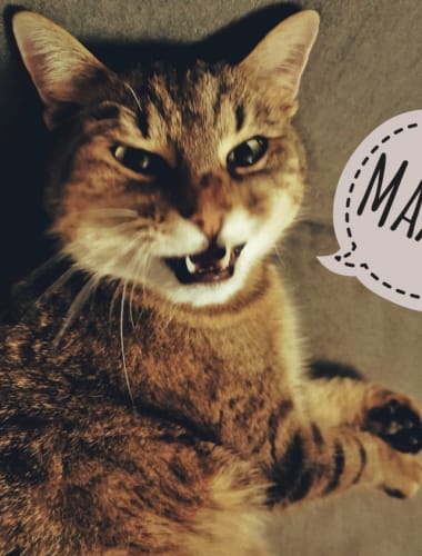 Kutyák és macskák májdaganatai