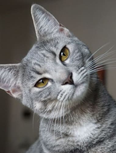 Leukémia macskákban