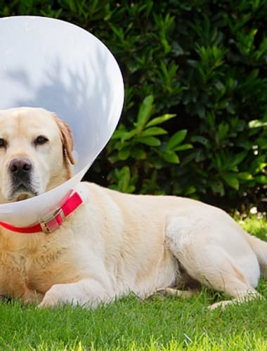 Macska és kutya emlődaganat