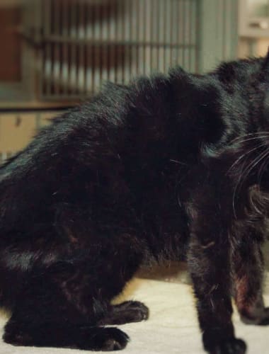 Macskák pajzsmirigy daganatai