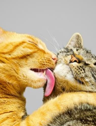 Mitől alakulnak ki a daganatok?