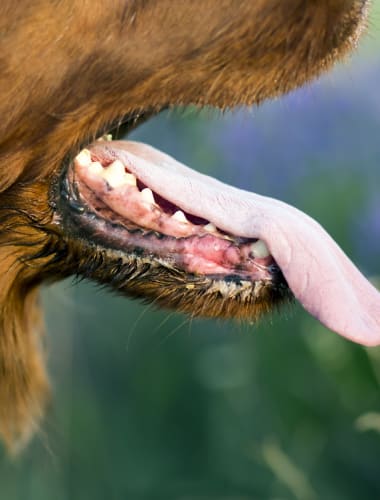 Vadhús kinövés a kutya szájában