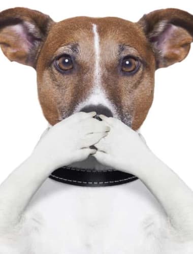 Végbél daganat kutyáknál