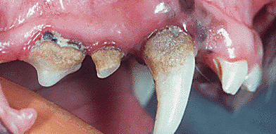 Kedvezményes fogászati kezelés