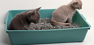 Macska húgykövesség és húgyhólyag gyulladás