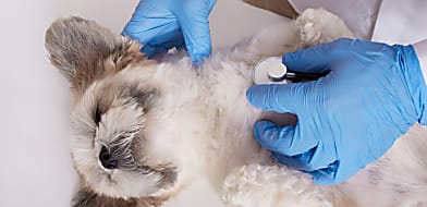 Kutya altatás (anesztézia)