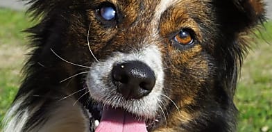 Kutya Szürkehályog Szűrés -50% kedvezménnyel!