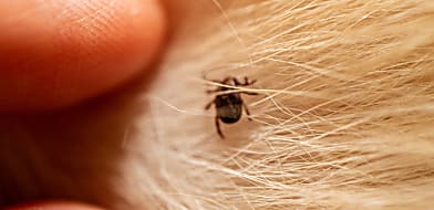 Külső paraziták kutyáknál és macskáknál