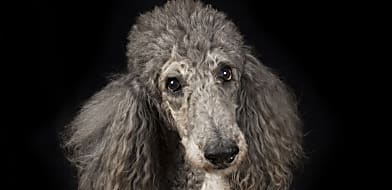 Hormonális bőrbetegségek - a Cushing-kórtól az Alopecia X-ig